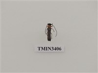 藏品(樟灰色蘋果天牛)的圖片